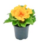 floare-in-ghiveci-primula-9-cm-8954592886814.jpg