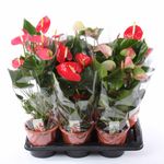 anthurium-mix-8915555844126.jpg