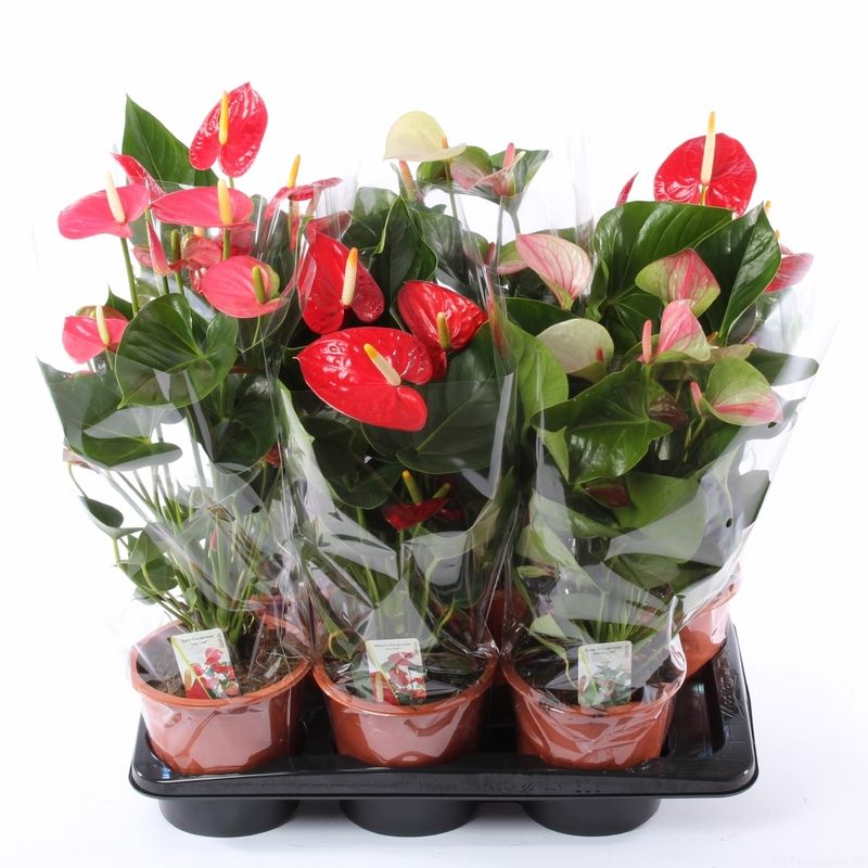 anthurium-mix-8915555844126.jpg