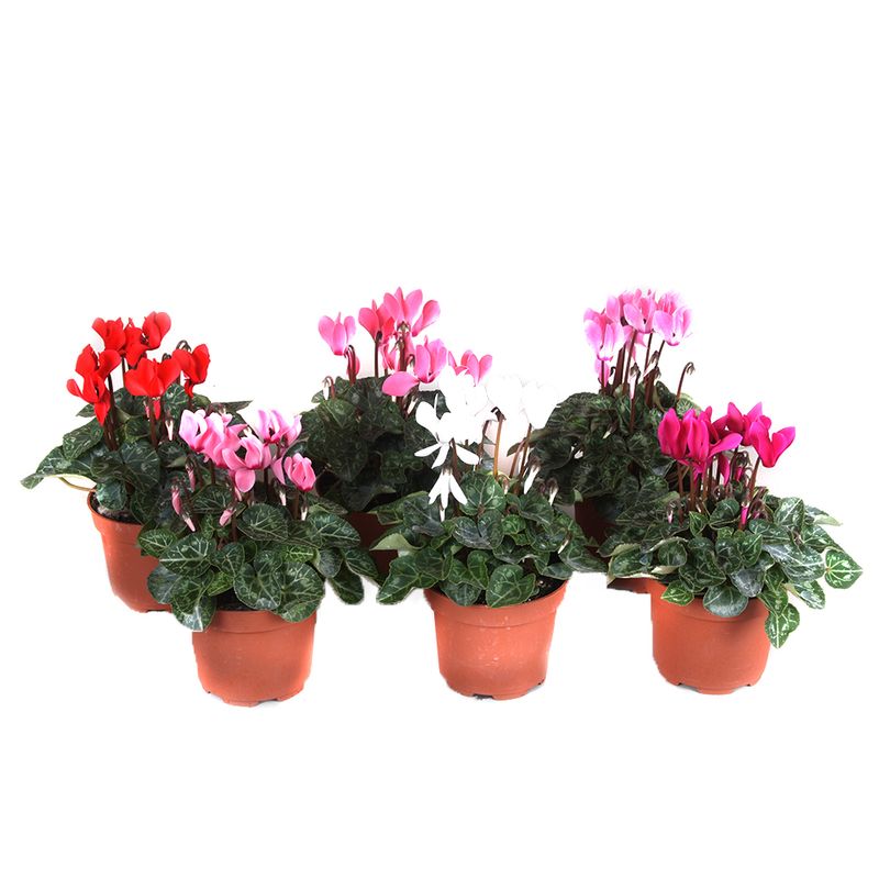 planta-decorativa-cyclamen-mix-8915154599966.jpg