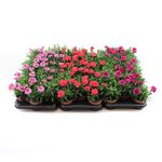 planta-in-ghiveci-dianthus-diverse-culori-8903358742558.jpg