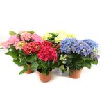 planta-in-ghiveci-decorativa-hydrangea-mix-14-cm-h-40-8902727368734.jpg