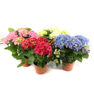 Planta in ghiveci decorativa Hydrangea mix 14 cm h 40