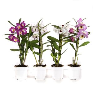 Planta decorativa Dendrobium Nobile