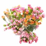 buchet-garofite-9-fire-8949412659230.jpg