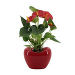 planta-in-ghiveci-anthurium-3-kleuren-mix-in-paris-30-cm-culori-mixe-9348424433694.jpg