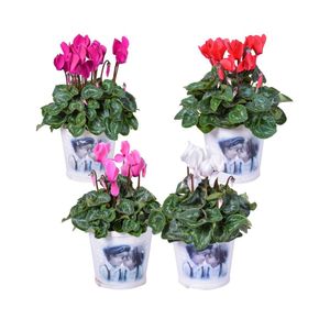 Planta in ghiveci Cyclamen in ronde houten basket, 30 cm, culori mixe