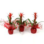 guzmania-rood-in-rondella-hoes-8955228979230.jpg