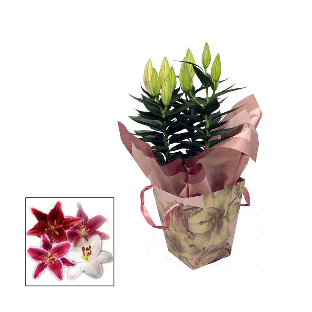 Planta in ghiveci Lilium Oriental bag blush, 17 cm, culori mixe | Pret  avantajos 