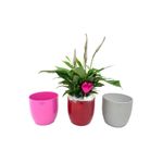 planta-in-ghiveci-spathiphyllum-sweet-silvio-14-cm-culoare-alba-9348424171550.jpg