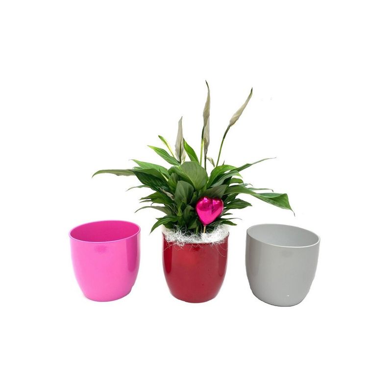 planta-in-ghiveci-spathiphyllum-sweet-silvio-14-cm-culoare-alba-9348424171550.jpg