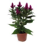 planta-decorativa-celosia-deep-purple-8915151912990.jpg