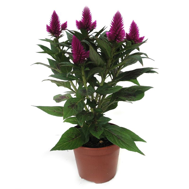 planta-decorativa-celosia-deep-purple-8915151912990.jpg