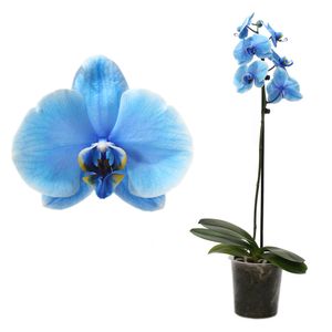 Planta decorativa Phalaenopsis Royal Blue 1-stem