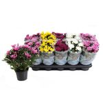 planta-decorativa-chrysanthemum-double-mix-8915150864414.jpg