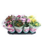 chrysanthemum-mix-specials-8915555319838.jpg