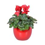 planta-in-ghiveci-cyclamen-in-rood-lisa-keramiek-32-cm-culoare-rosie-9348421025822.jpg