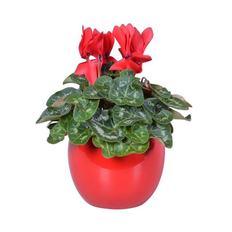 planta-in-ghiveci-cyclamen-in-rood-lisa-keramiek-32-cm-culoare-rosie-9348421025822.jpg