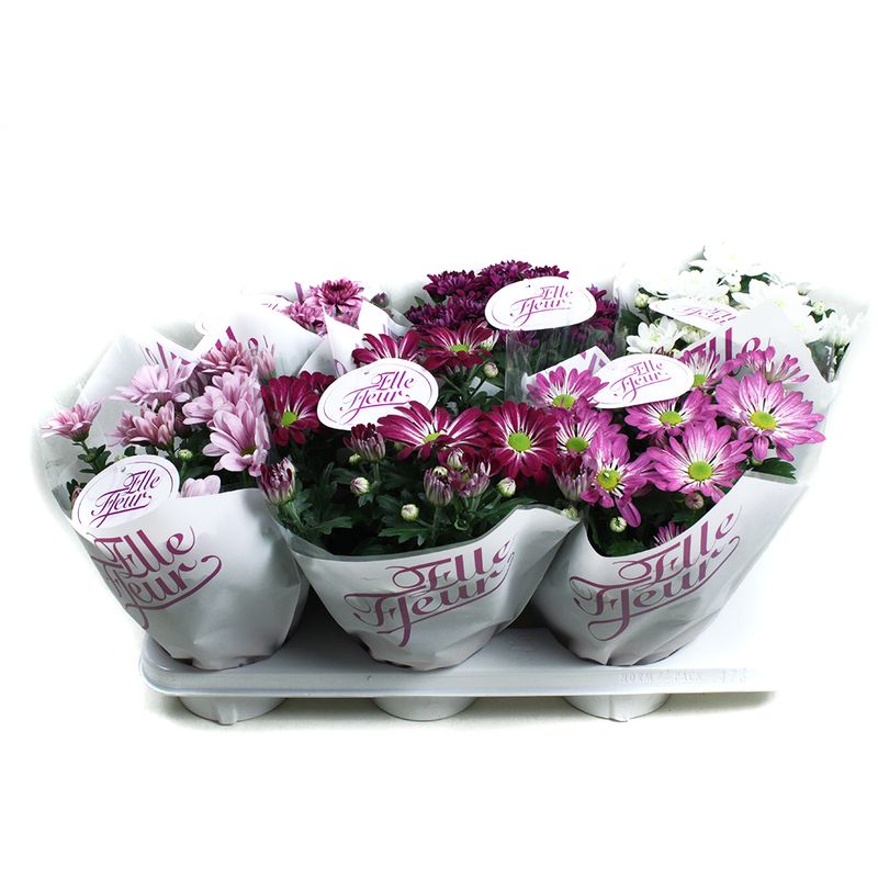 chrysanthemum-mix-elle-fleur-8915553222686.jpg