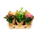planta-in-ghiveci-flowering-mix-in-papier-manchet-35-cm-culori-mixe-9348423647262.jpg
