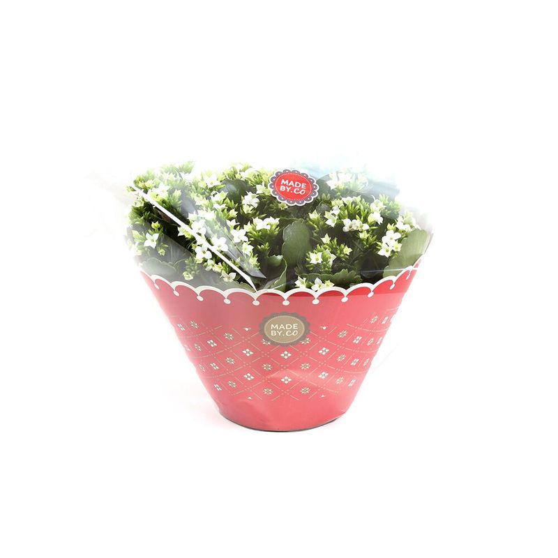 planta-in-ghiveci-kalanchoe-bowl-white-gift-30-cm-9348424695838.jpg