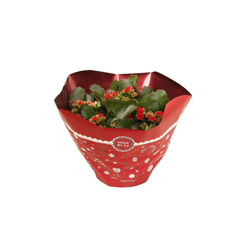 planta-in-ghiveci-kalanchoe-single-red-30-cm-9348421812254.jpg