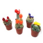 planta-in-ghiveci-cactus-cu-flori-8950012739614.jpg