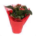 kalanchoe-blossfeldiana-rosalina-don-amador-8950013788190.jpg