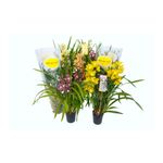 planta-in-ghiveci-cymbidium-mix-50-70cm-8718432101692_1_1000x1000.jpg