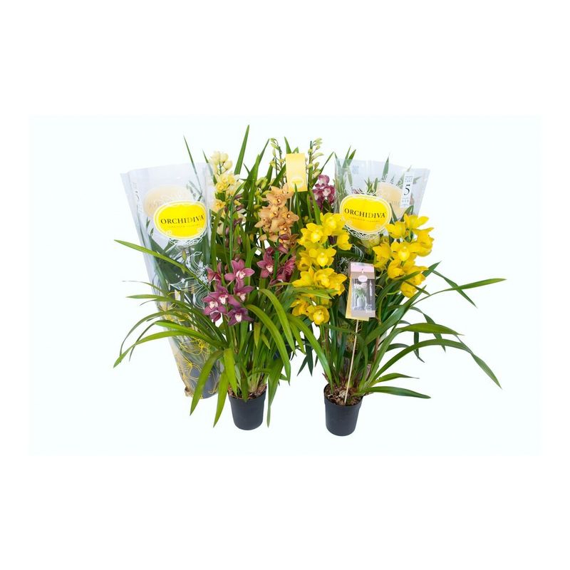 planta-in-ghiveci-cymbidium-mix-50-70cm-8718432101692_1_1000x1000.jpg