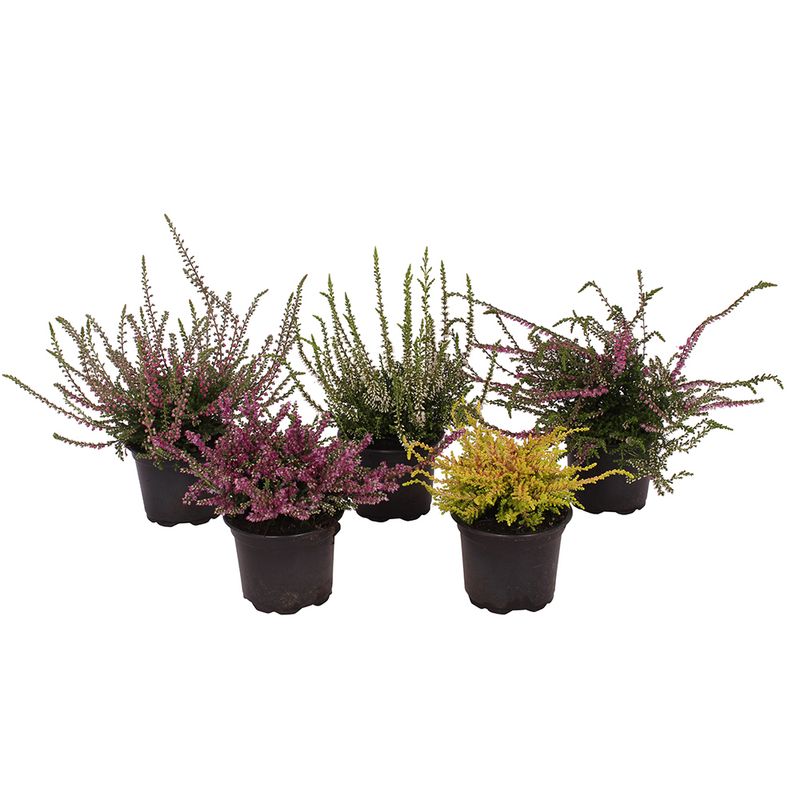 planta-decorativa-calluna-vulgaris-8915161350174.jpg