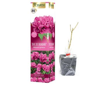 Arbusti ornamentali hibiscus premiu