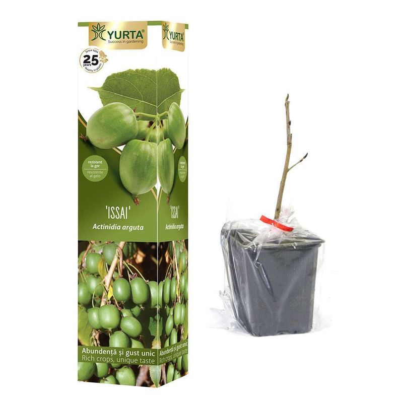 plante-cataratoare-8954531971102.jpg