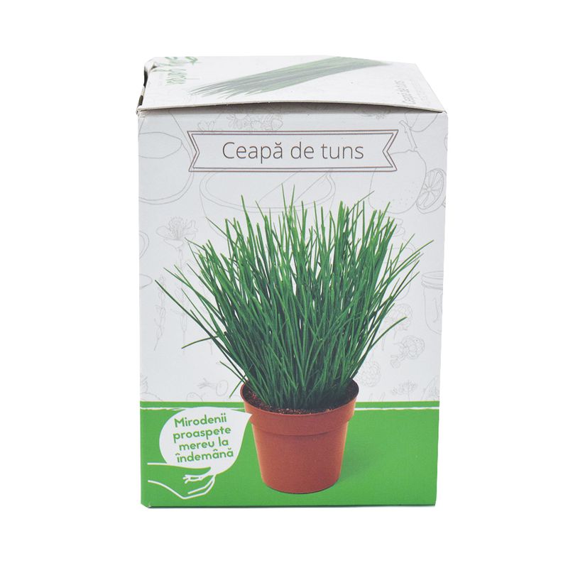ceapa-de-tuns-allium-schoenoprasum-8899372318750.jpg