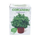 coriandru-coriandrum-sativum-8899375988766.jpg