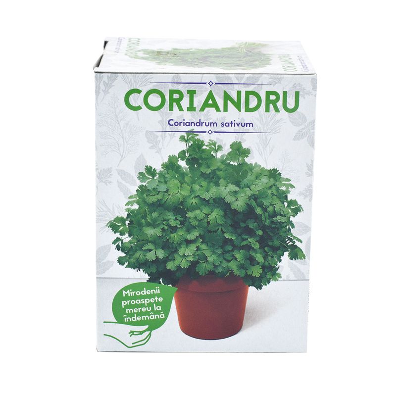 coriandru-coriandrum-sativum-8899375988766.jpg