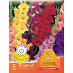 bulbi-gladiole-pachet-5-bucati-xxl-8954515095582.jpg