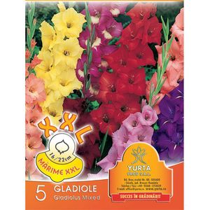 Bulbi gladiole pachet 5 bucati xxl