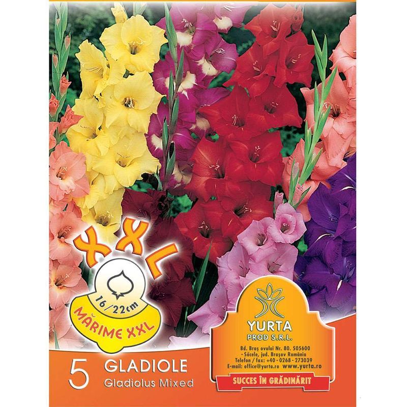 bulbi-gladiole-pachet-5-bucati-xxl-8954515095582.jpg