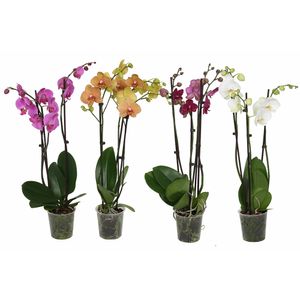 Mix Phalaenopsis cu 3 tulpini, 50 - 70 cm