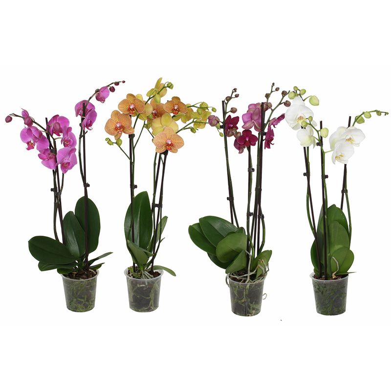mix-phalaenopsis-cu-3-tulpini-50-70-cm-8895655673886.jpg