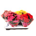 mix-begonia-17-x-35-cm-8895132729374.jpg