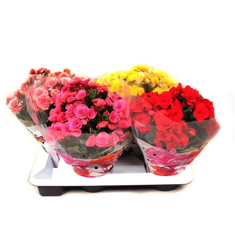 mix-begonia-17-x-35-cm-8895132729374.jpg