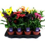 mix-zantedeschia-13-x-50-cm-8895132991518.jpg
