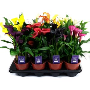 Flori in ghiveci Zantedeschia 13 x 50 cm, diverse culori