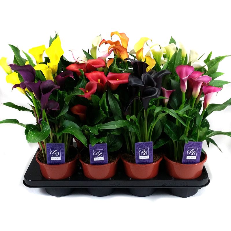 mix-zantedeschia-13-x-50-cm-8895132991518.jpg