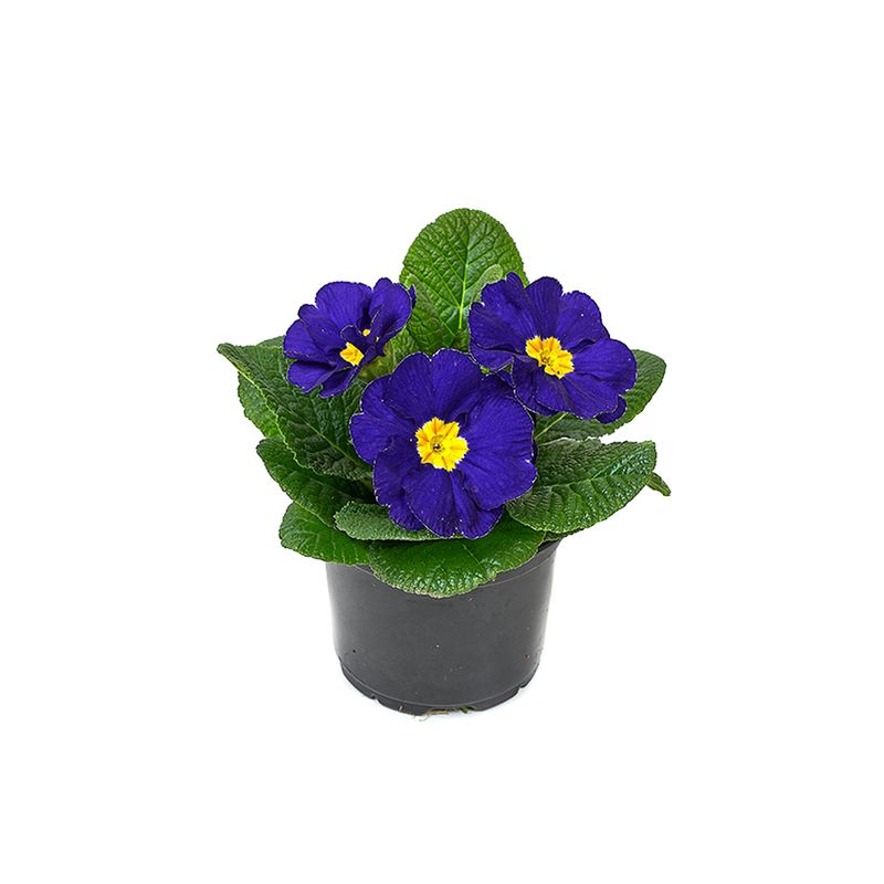 planta-in-ghiveci-primula-acaulis-9-cm-8895485739038.jpg
