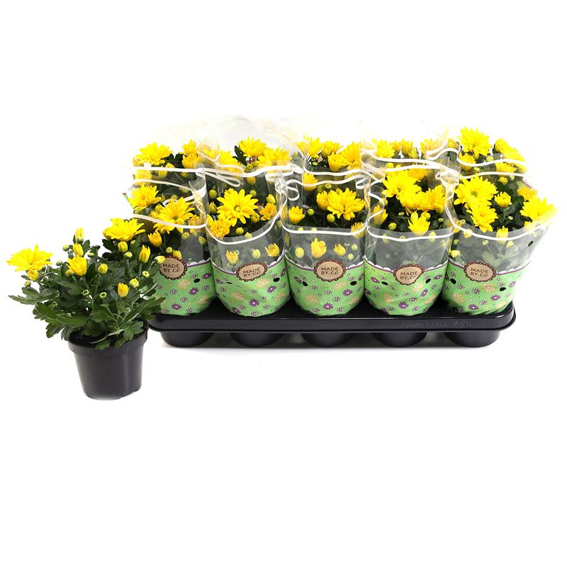 planta-decorativa-in-ghiveci-chrysanthemum-yellow-8902723305502.jpg