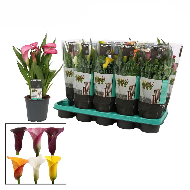 planta-in-ghiveci-decorativa-zantedeschia-mix-8904029044766.jpg