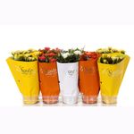 planta-in-ghiveci-decorativa-tisento-roosa-mix-8904035074078.jpg